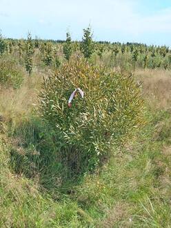 Ива ломкая Саликс фраголис (Salix fragolis)