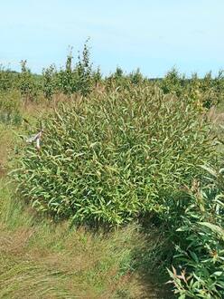 Ива ломкая Саликс фраголис (Salix fragolis)