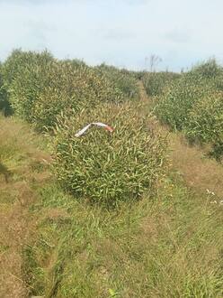 Ива ломкая Саликс фраголис (Salix fragolis)