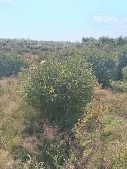 Ива ломкая Саликс фраголис (Salix fragolis)