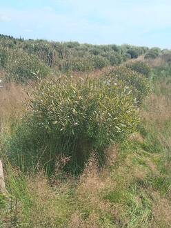 Ива ломкая Саликс фраголис (Salix fragolis)