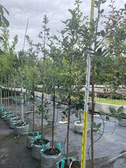 Рябина ария "Магнифика"