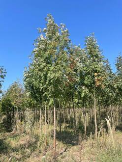 Рябина "Невеженская"