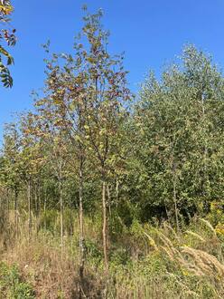 Рябина "Невеженская"