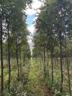 Рябина "Невеженская"