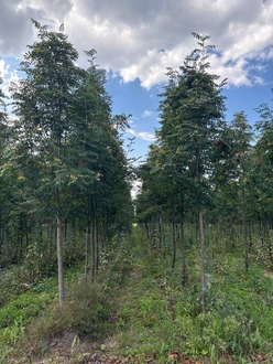 Рябина "Невеженская"