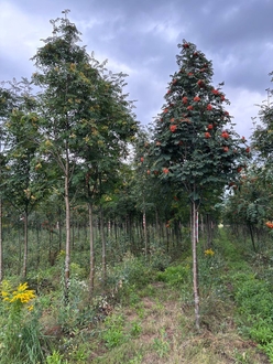 Рябина "Невеженская"