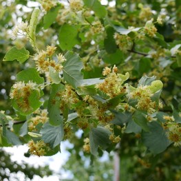 Липа мелколистная Болье (Bohlje)
