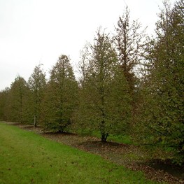 Липа мелколистная Болье (Bohlje)