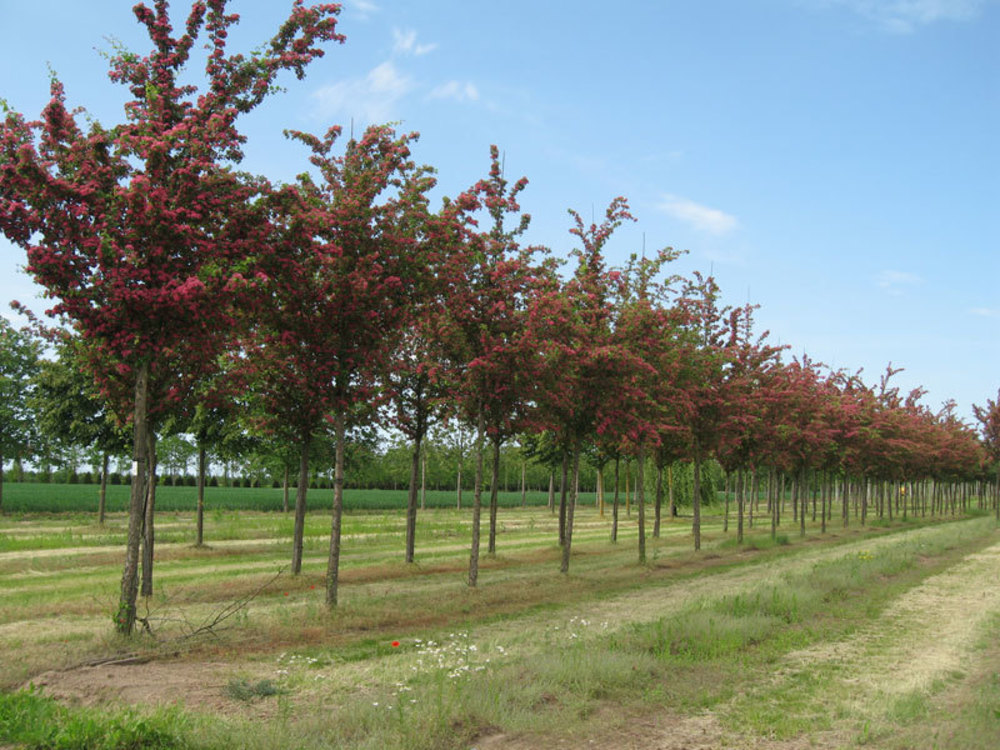 Боярышник Пауль Скарлет (Paul Scarlet)