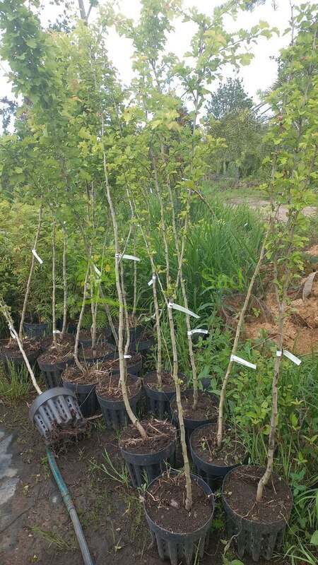 Боярышник Пауль Скарлет (Paul Scarlet)