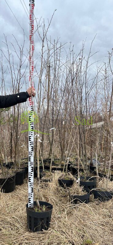 Боярышник Пауль Скарлет (Paul Scarlet)