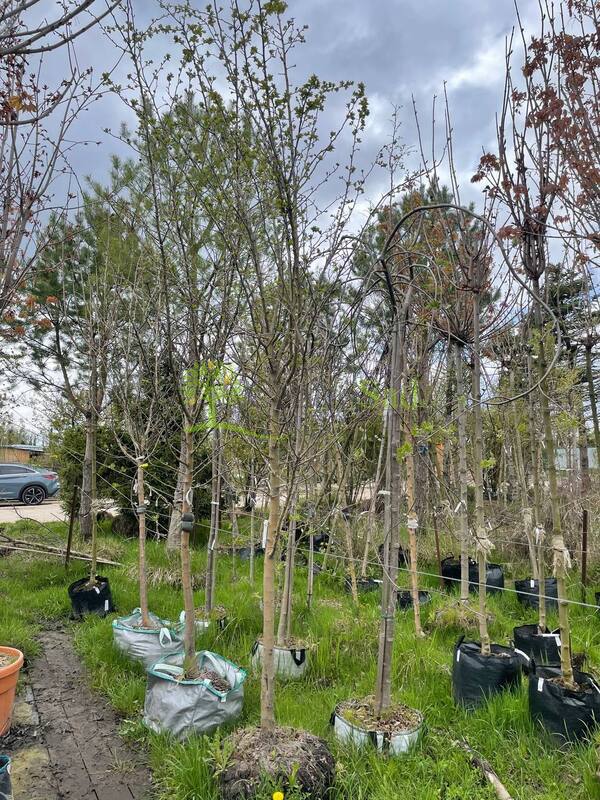 Боярышник Пауль Скарлет (Paul Scarlet)