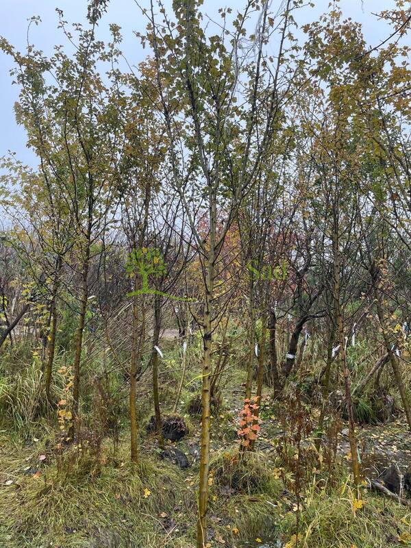 Боярышник Пауль Скарлет (Paul Scarlet)