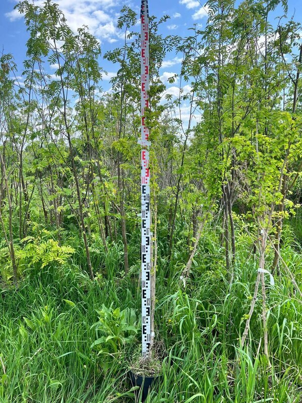 Боярышник Пауль Скарлет (Paul Scarlet)