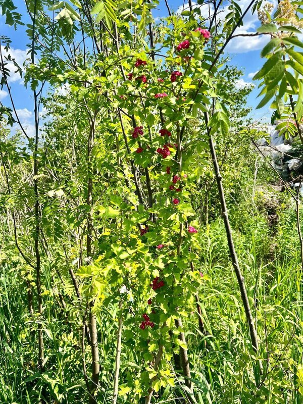 Боярышник Пауль Скарлет (Paul Scarlet)