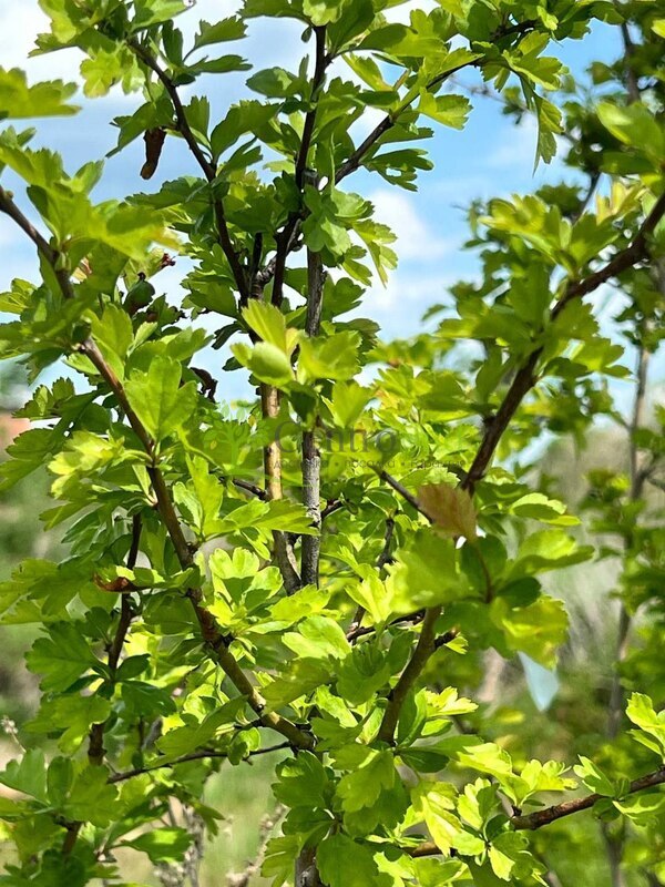 Боярышник Пауль Скарлет (Paul Scarlet)