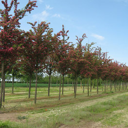 Боярышник Пауль Скарлет (Paul Scarlet)