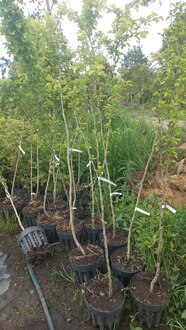 Боярышник Пауль Скарлет (Paul Scarlet)