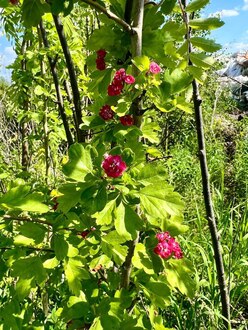 Боярышник Пауль Скарлет (Paul Scarlet)