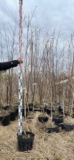 Боярышник Пауль Скарлет (Paul Scarlet)