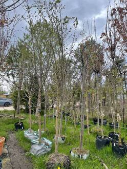 Боярышник Пауль Скарлет (Paul Scarlet)