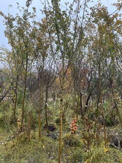 Боярышник Пауль Скарлет (Paul Scarlet)