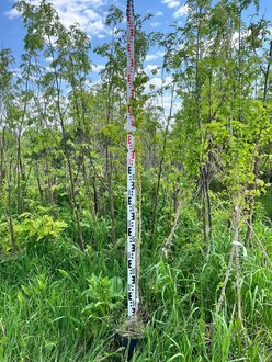 Боярышник Пауль Скарлет (Paul Scarlet)