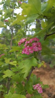 Боярышник Пауль Скарлет (Paul Scarlet)