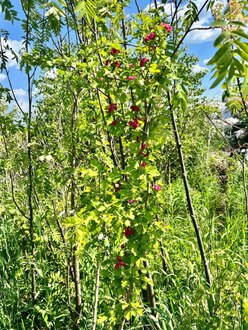 Боярышник Пауль Скарлет (Paul Scarlet)
