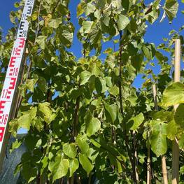 Липа крупнолистная Пирамидалис Ауреа (Pyramidales Aurea)