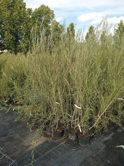 Ива Ледебура "Пирамидалис"