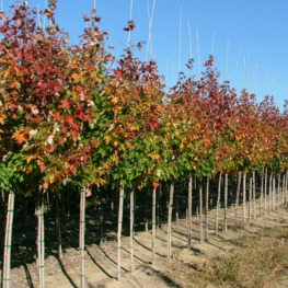 Клен Фримана Цельзам (Celzam)