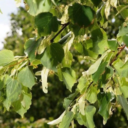 Липа мелколистная Роелво (Roelvo)