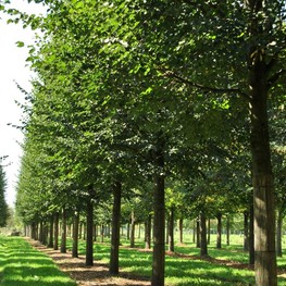 Липа мелколистная Роелво (Roelvo)