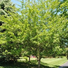 Боярышник зеленый Уинтер Кинг (Winter King)