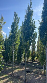 Дуб болотный Грин Пилар (Green Pillar)