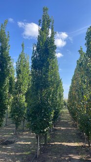 Дуб болотный Грин Пилар (Green Pillar)