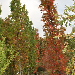 Дуб болотный Грин Пилар (Green Pillar)