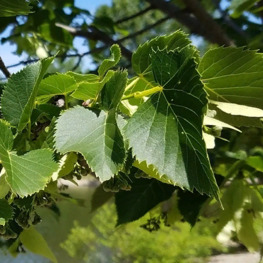 Липа американская Тилия американа (Tilia americana)