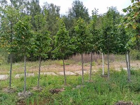 Липа американская Тилия американа (Tilia americana)