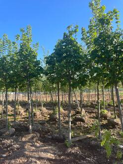 Липа американская Тилия американа (Tilia americana)