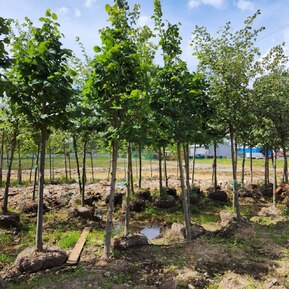 Липа американская Тилия американа (Tilia americana)