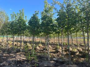 Липа американская Тилия американа (Tilia americana)