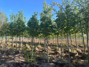 Липа американская Тилия американа (Tilia americana)