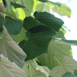 Липа войлочная Стерлинг (Sterling)