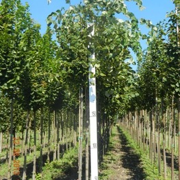 Липа войлочная Стерлинг (Sterling)