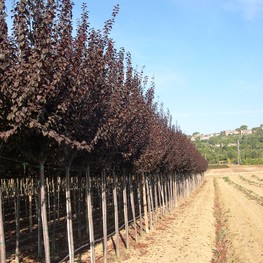 Слива растопыренная Писсарди (Pissardii)