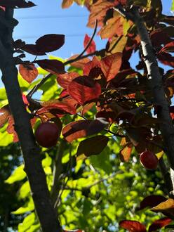 Слива растопыренная Писсарди (Pissardii)