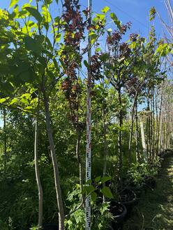 Слива растопыренная Писсарди (Pissardii)